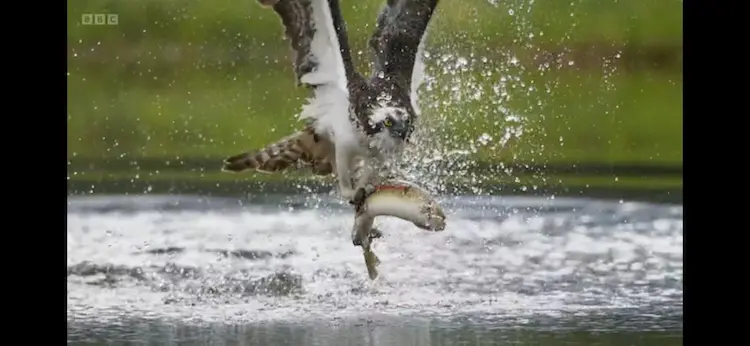 Osprey (Pandion haliaetus haliaetus) as shown in Wild Isles - Freshwater